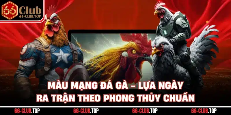 Màu Mạng Đá Gà - Lựa Ngày Ra Trận Theo Phong Thủy Chuẩn