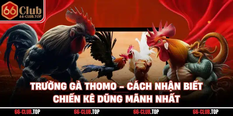 Trường Gà Thomo - Cách Nhận Biết Chiến Kê Dũng Mãnh Nhất